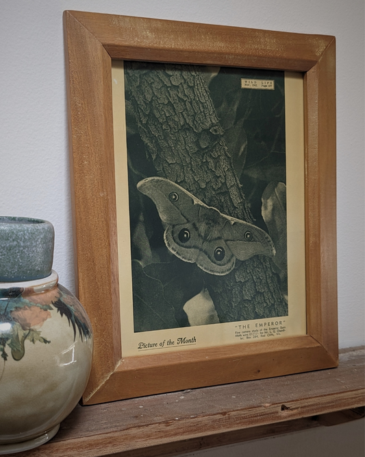 The Emperor Gum Moth - Vintage Magazine Art