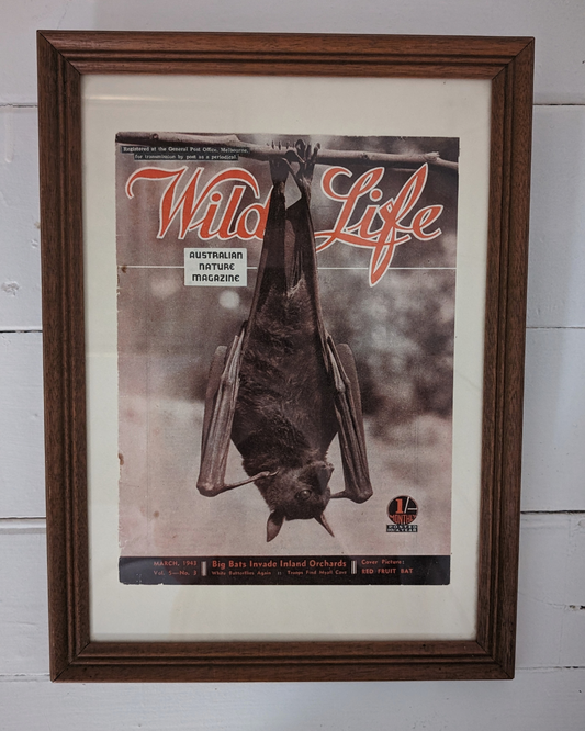 Red Fruit Bat  - Vintage Magazine Art